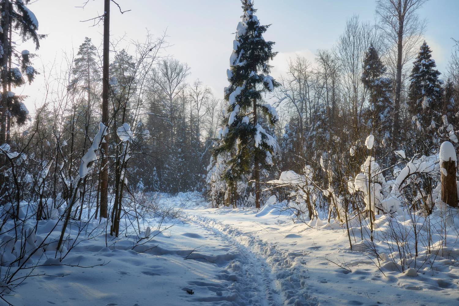 лес, деревья, снег, свет, Валерий Вождаев