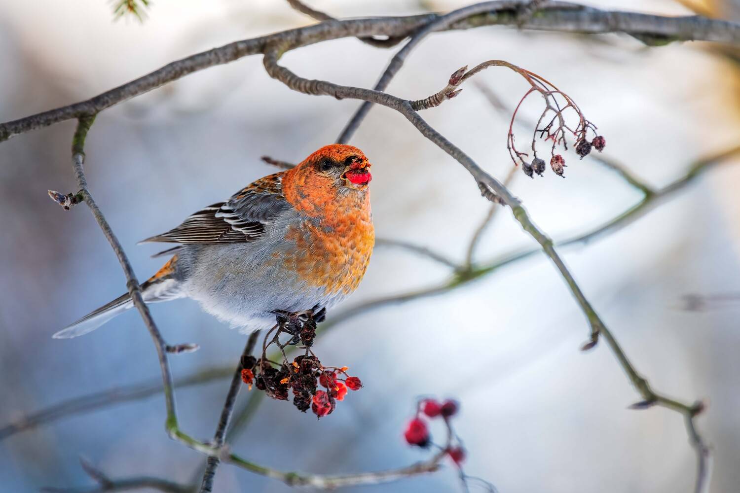, Павел Ныриков