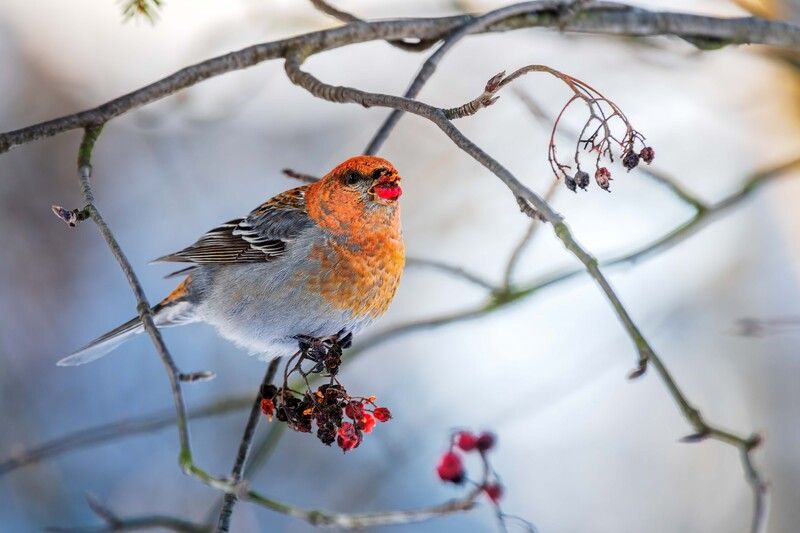 *** фото превью