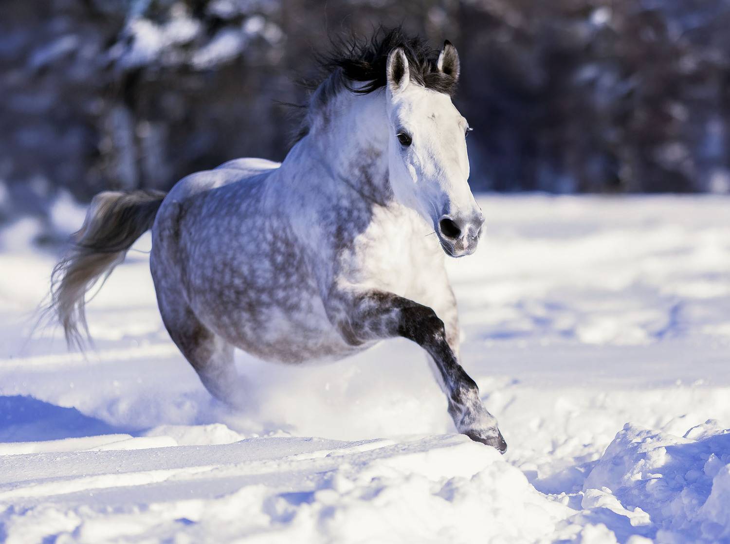лошадь, рысак, галоп, зима, красота, поле, природа, horse, beautiful, field, nature, Стукалова Юлия