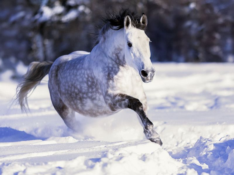 лошадь, рысак, галоп, зима, красота, поле, природа, horse, beautiful, field, nature Галоп через снежные просторы фото превью