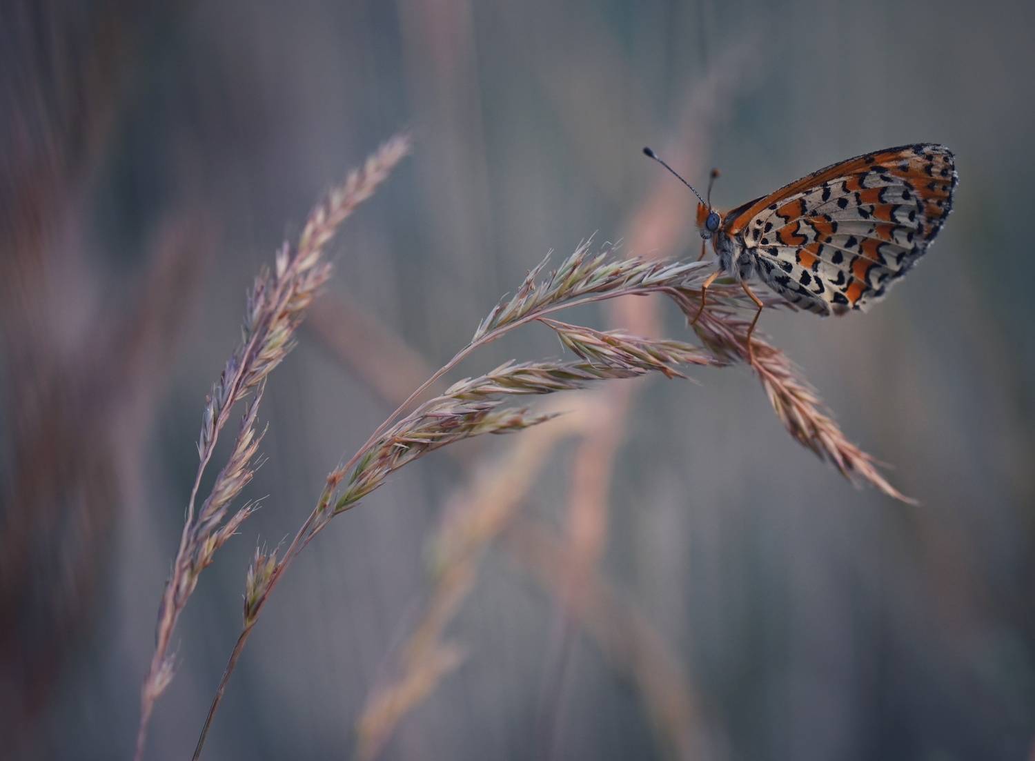 , Герчев Николай