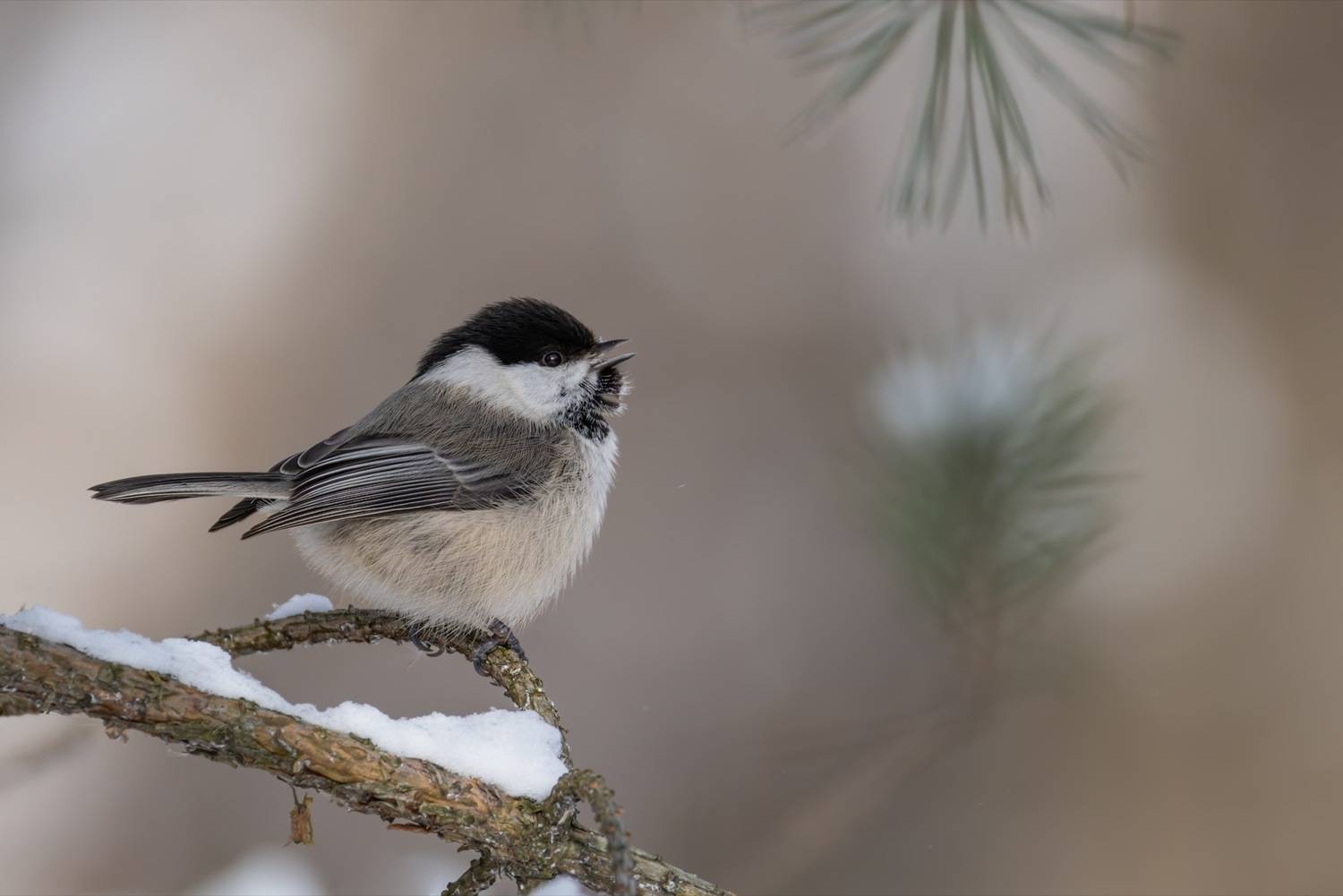 пухляк, гаичка, буроголовая гаичка, птицы, Ruslan Pl
