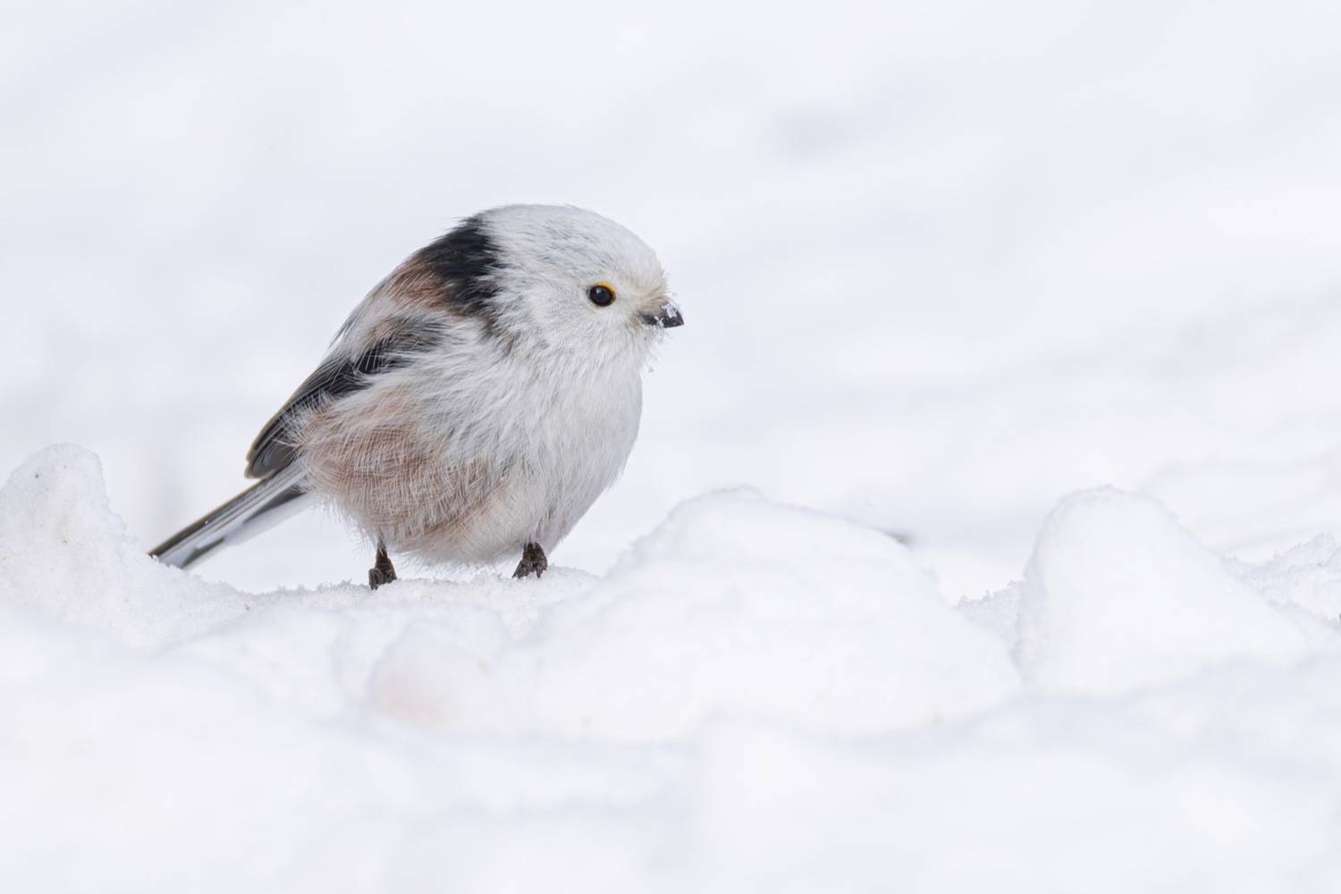 ополовник, синица, длиннохвостая синица, птицы, зима, Ruslan Pl