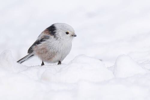 Белое на белом