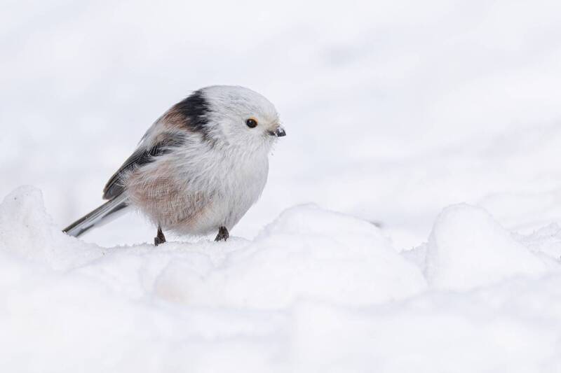 ополовник, синица, длиннохвостая синица, птицы, зима Белое на белом фото превью