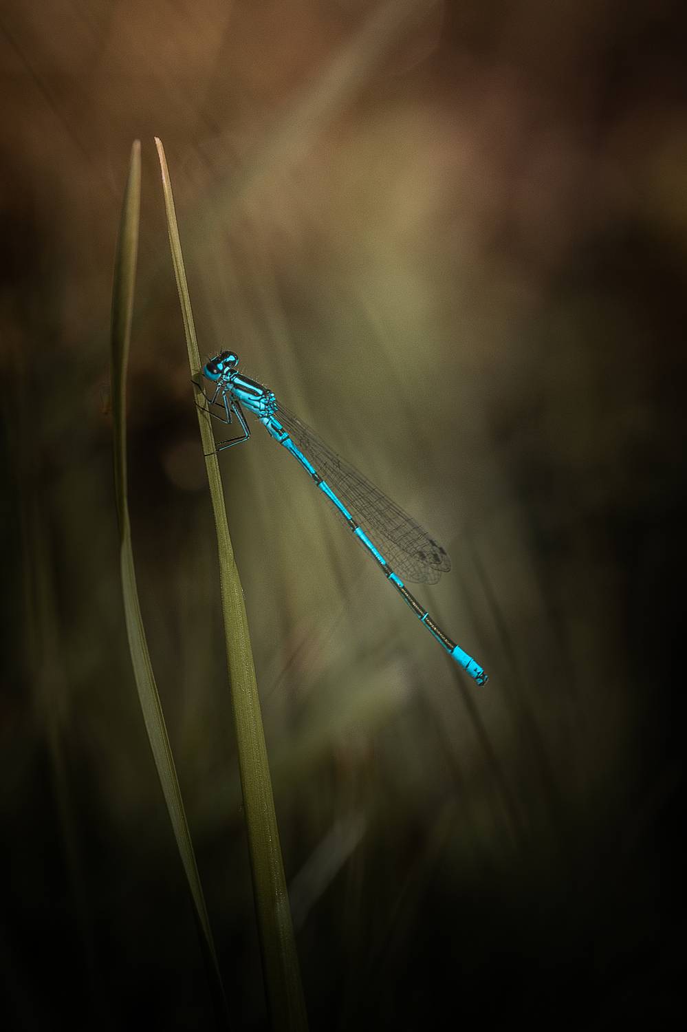 , Сергей Белокуров