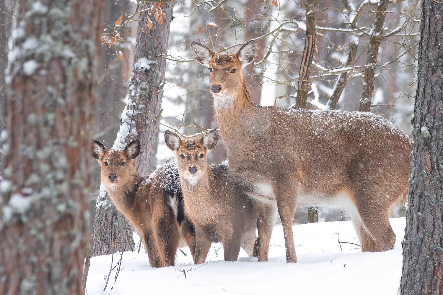 природа, животные, олени, зима, дикая природа, nature, wildlife, canon, Пронин Денис