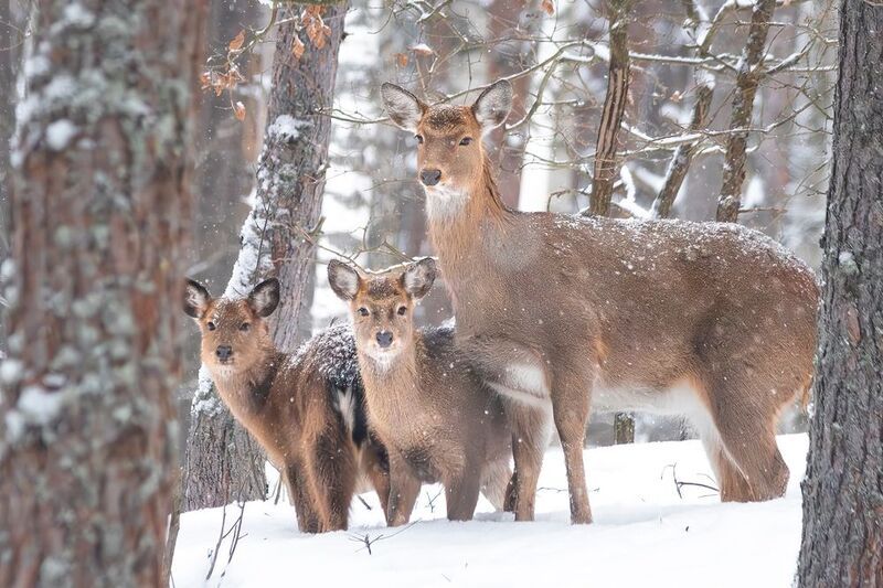 природа, животные, олени, зима, дикая природа, nature, wildlife, canon Семья фото превью