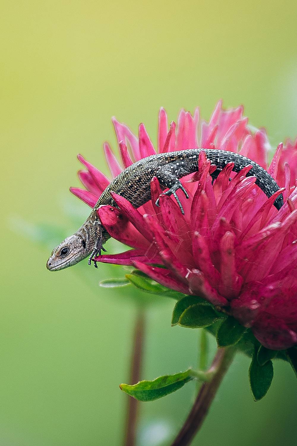 , Сергей Белокуров