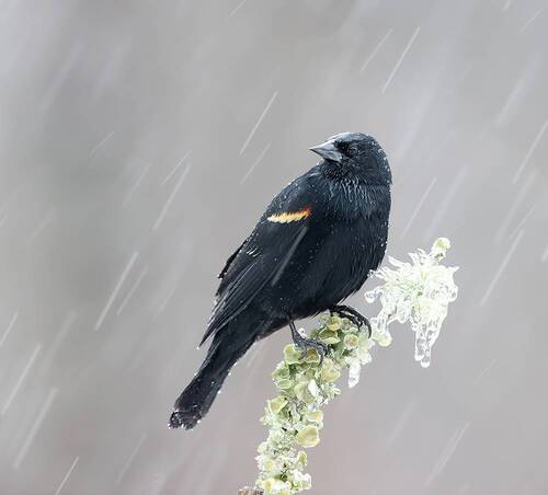 Red-winged Blackbird in  Freezing Rain - Красноплечий трупиал  в Ледяной Дождь