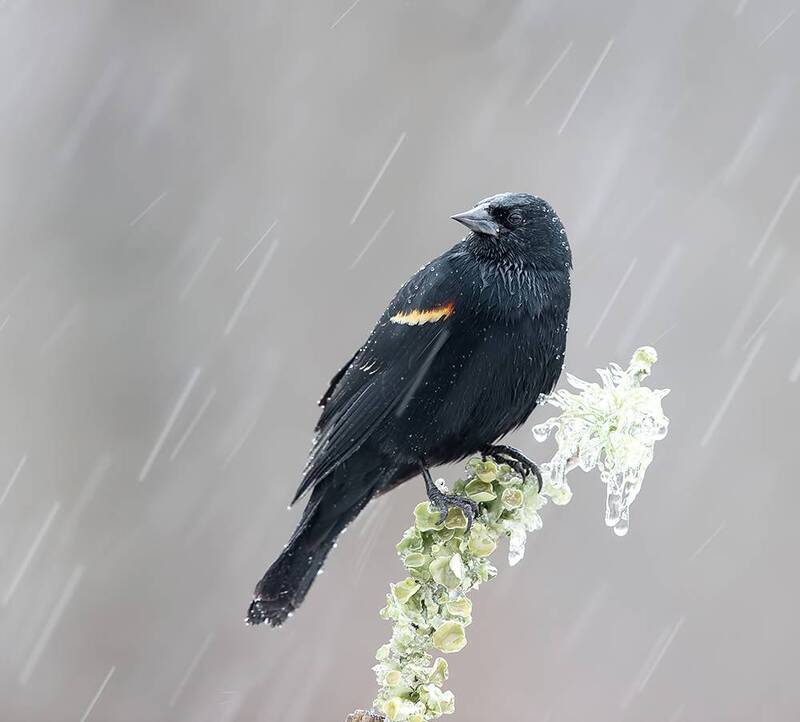 red-winged blackbird, красноплечий трупиал, зима, winter bird, птицы, snow, winter, cold, rain, дождь, blackbird, трупиал Red-winged Blackbird in  Freezing Rain - Красноплечий трупиал  в Ледяной Дождь фото превью