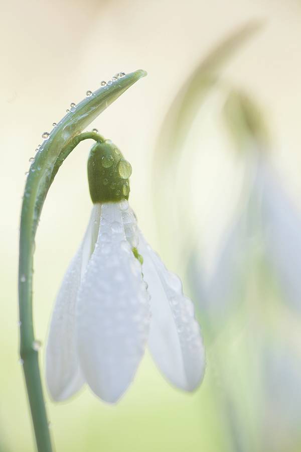 , Наталья Ова