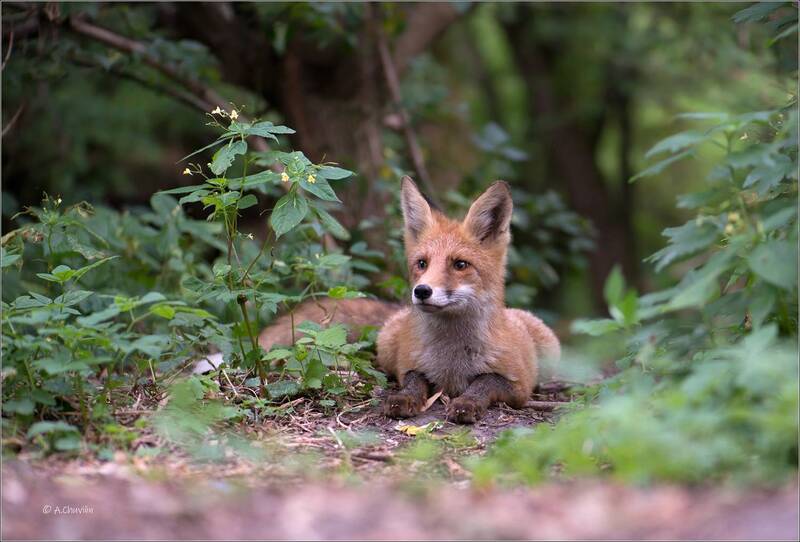 На посту фото превью
