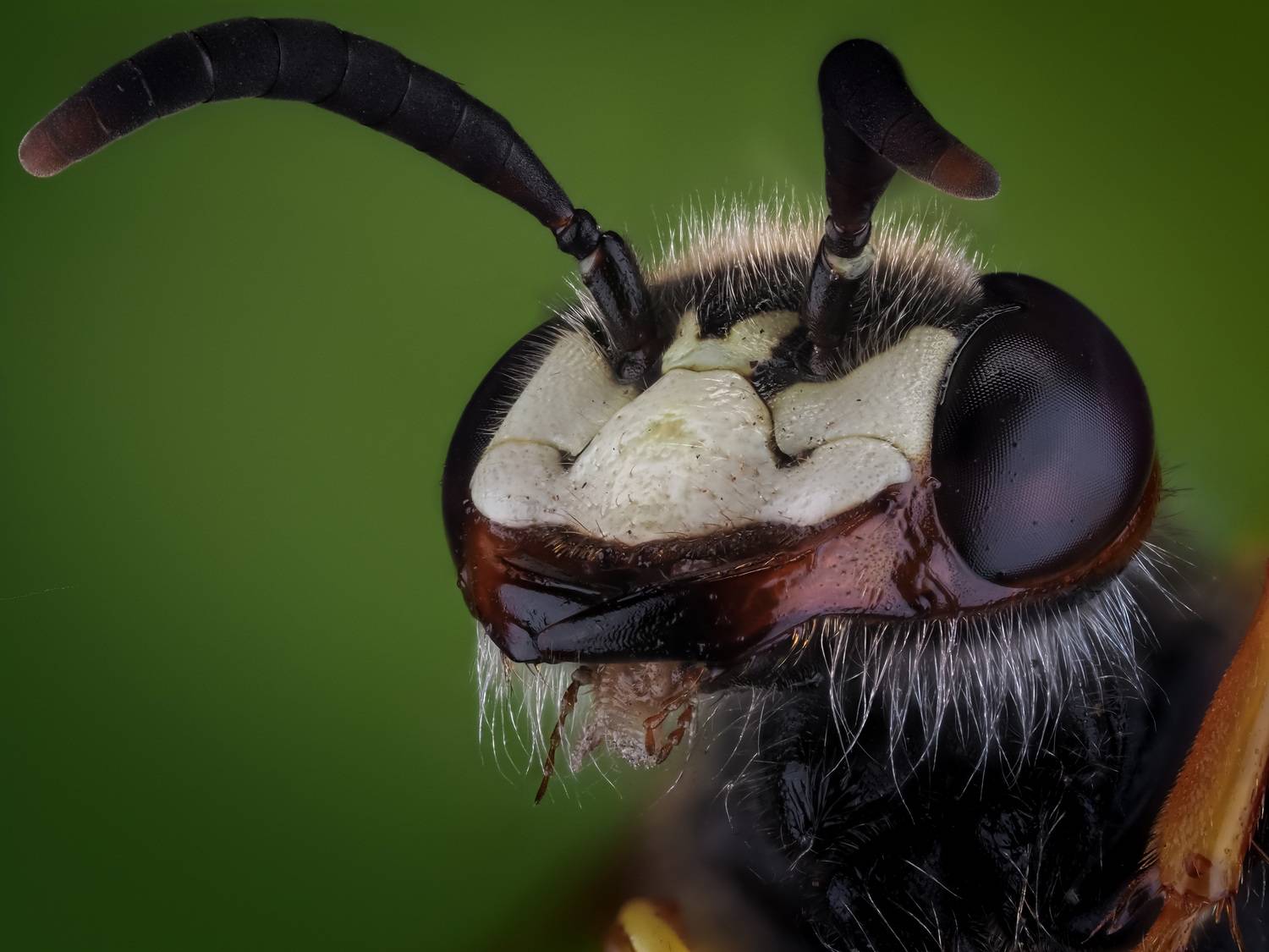 , Олег Савицкий