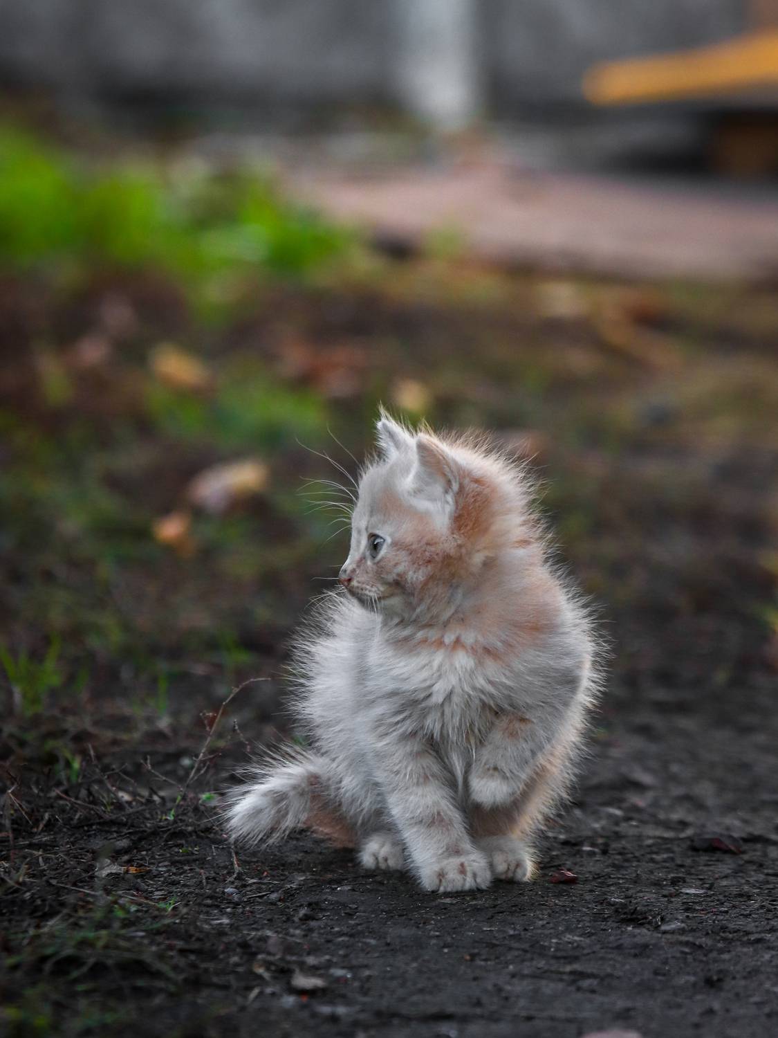 Котёнок, кошки, рыжий, Васильев Игорь