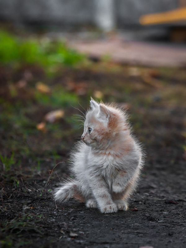 Котёнок, кошки, рыжий Малыш  фото превью