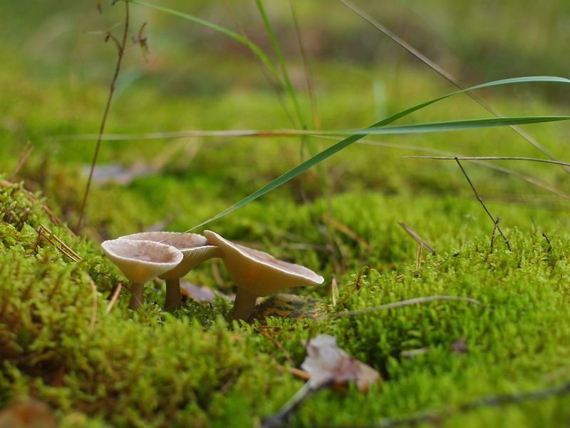 Грибная тема (Кажется это говорушки) фото превью