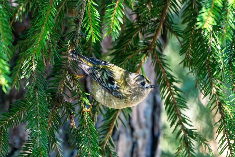 Королек фото превью