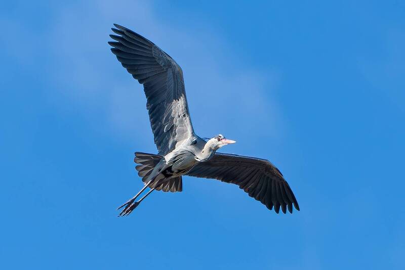 Серая цапля фото превью