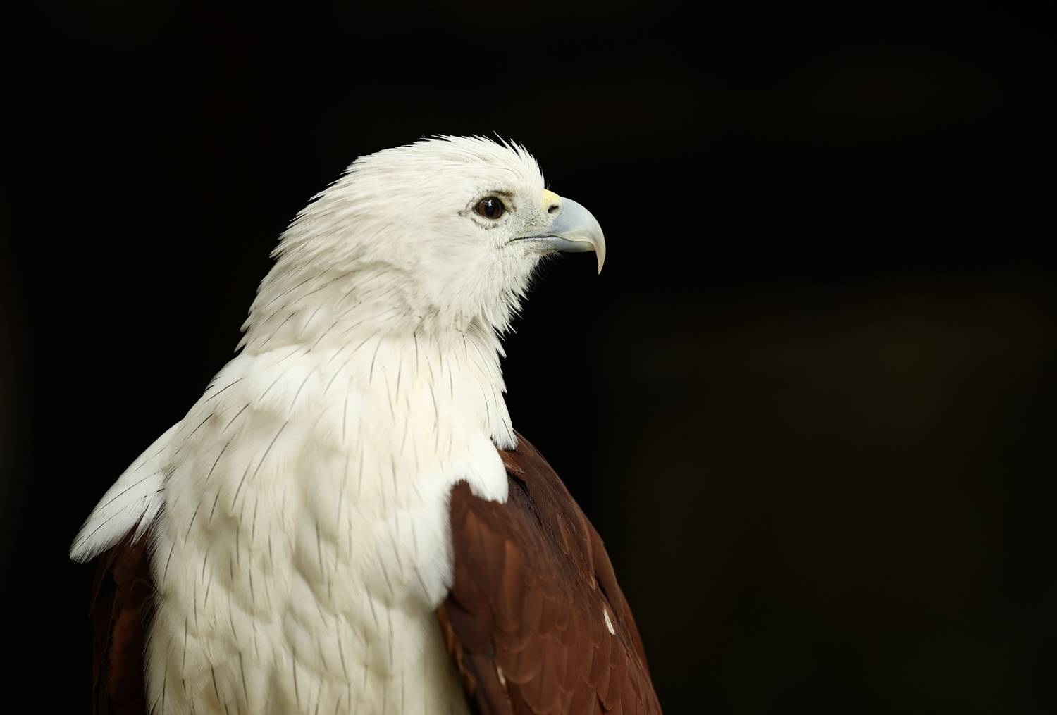 , Голубков Леонид