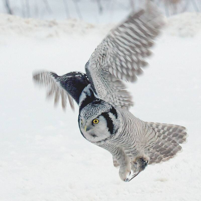 Успешная атака фото превью