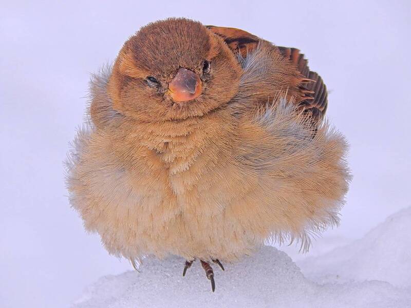домовый воробей, passer domesticus Домовые воробьишки фото превью
