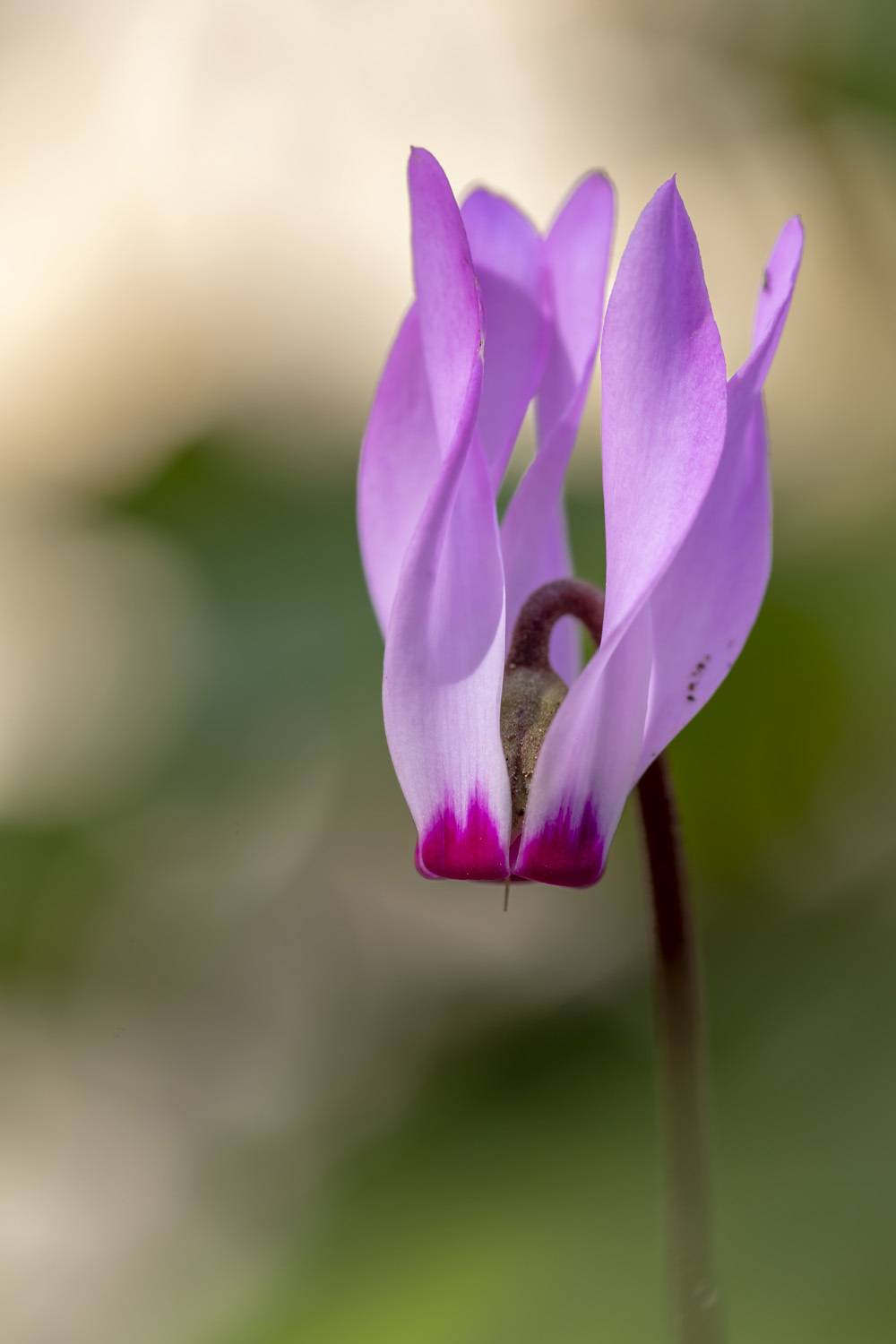 macro, flowers, plants, nature, spring, red, grass, Nikolay Tatarchuk
