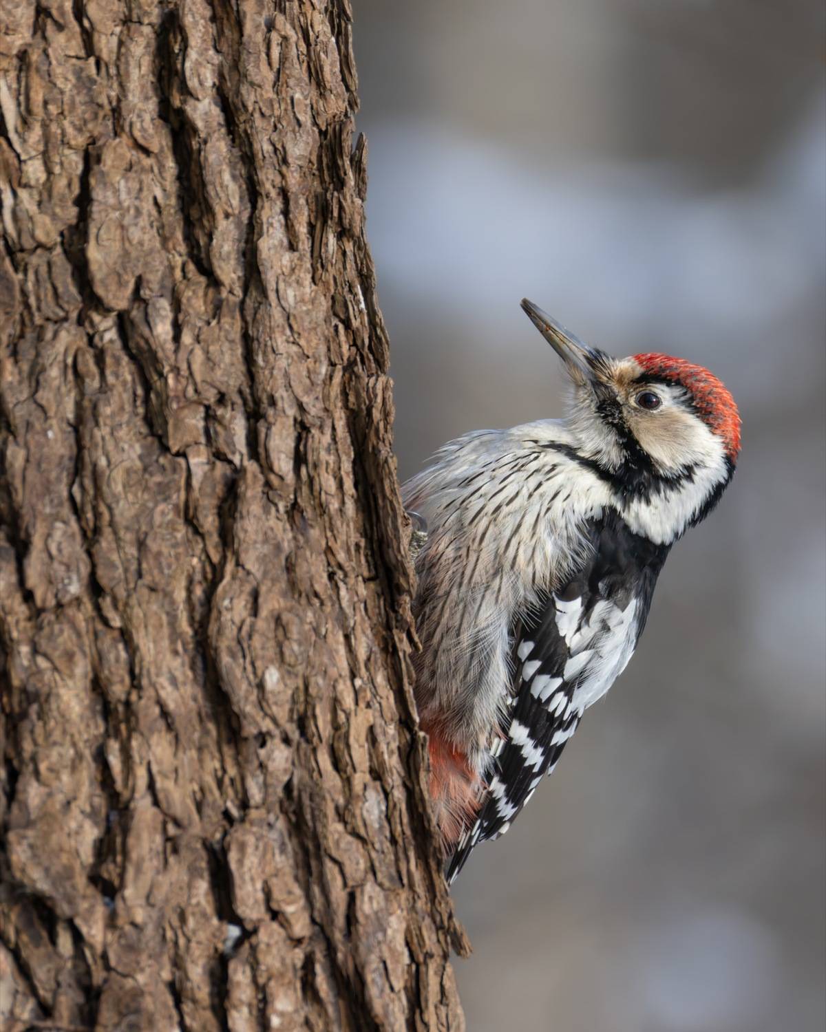 дятел, красная книга, белоспинный дятел, птицы, Ruslan Pl
