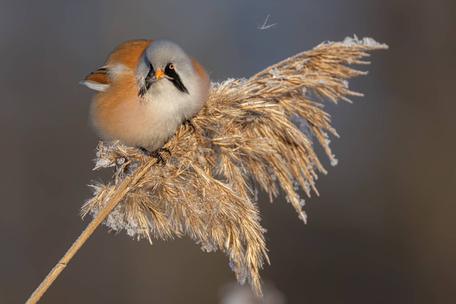 усатая синица, синица, птицы, Ruslan Pl