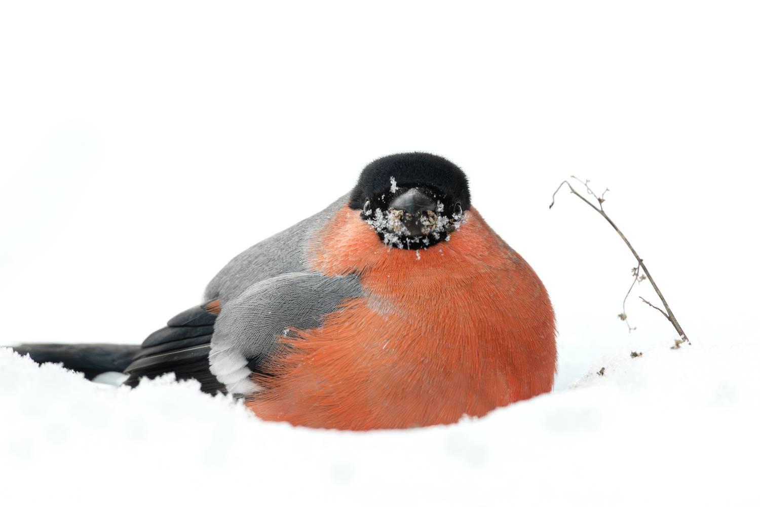 wildlife, birdwatching, nature, bird photography, птица, фотоохота, природа, снегирь, Полина Шальнева