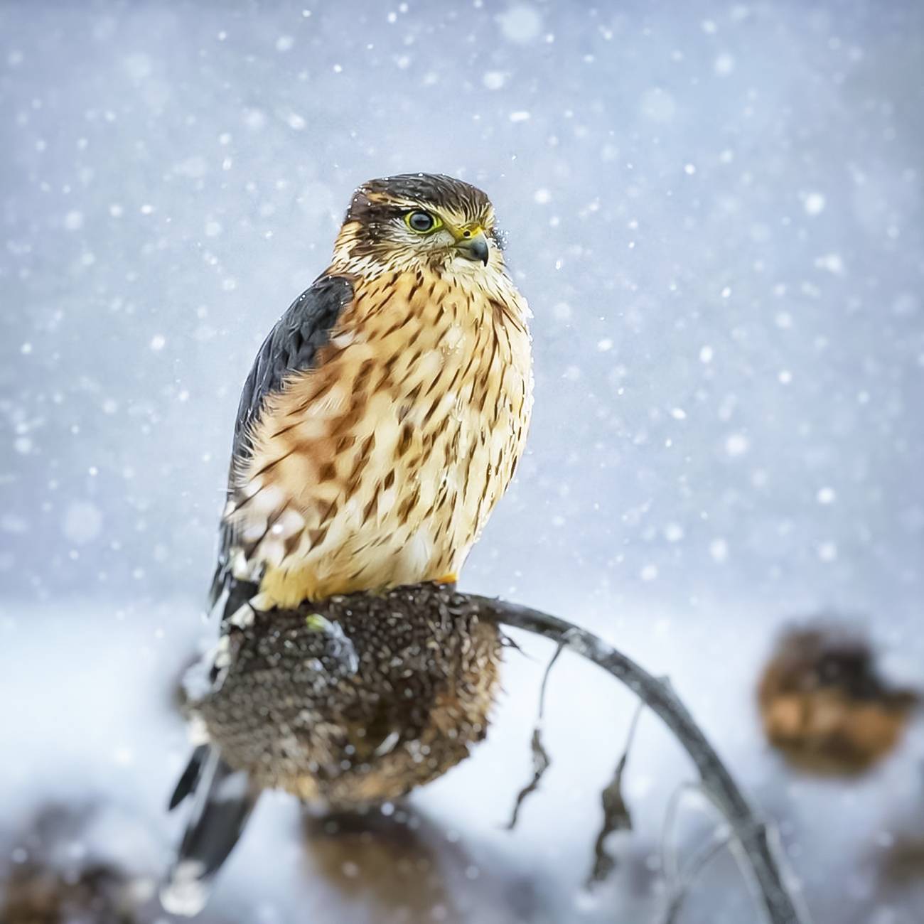 природа, Валерий Черняк