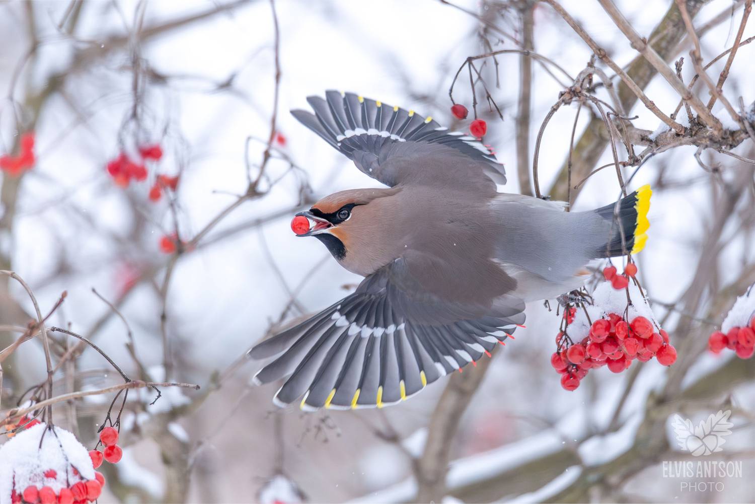 свиристель, зимующие птицы, кострома, костромская область, птицы россии, братья наши меньшие, пернатые друзья, Antson Elvis