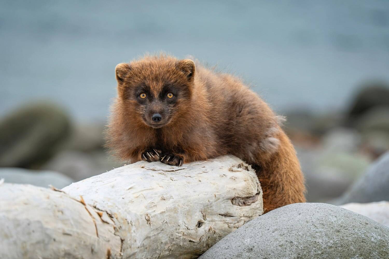 Остров, Янкича, Андрей Гусаров