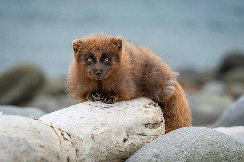 Ещё увидимся?