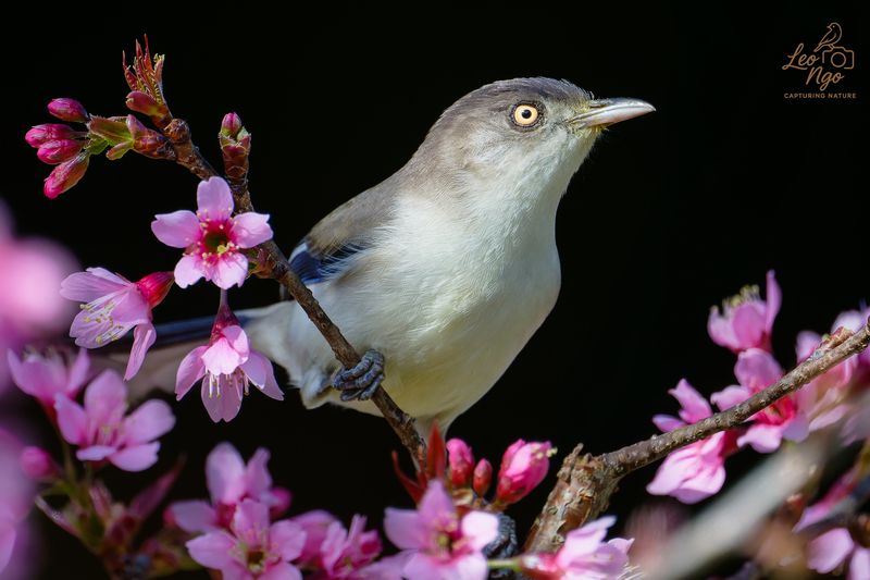 Blue-winged Minla фото превью