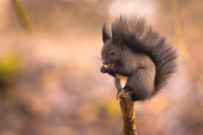 Squirrel фото превью