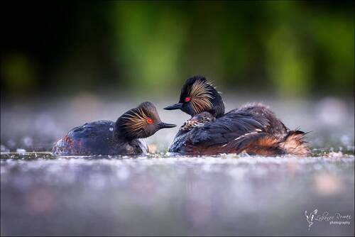 Заботливые родители