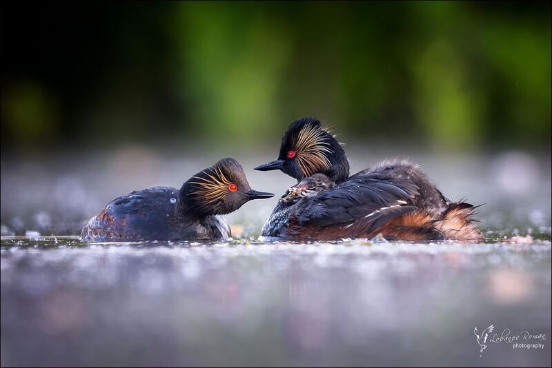 черношейная, поганка, птицы, фотоохата, лобанов, пересвет Заботливые родители фото превью