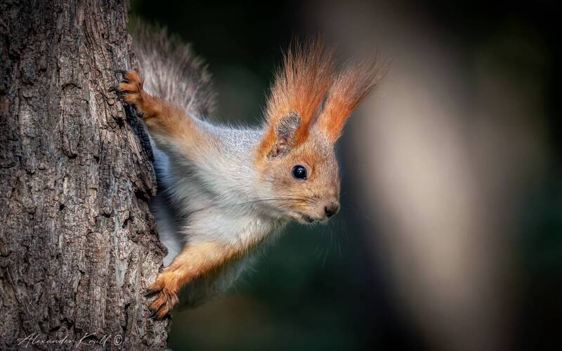 белка А орешек дашь? фото превью