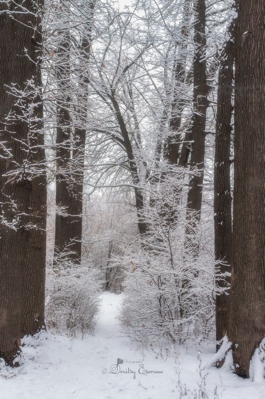 заснеженныедеревья, зимнийпейзаж, зимняясказка, белоснежнаязима В объятиях зимы... фото превью