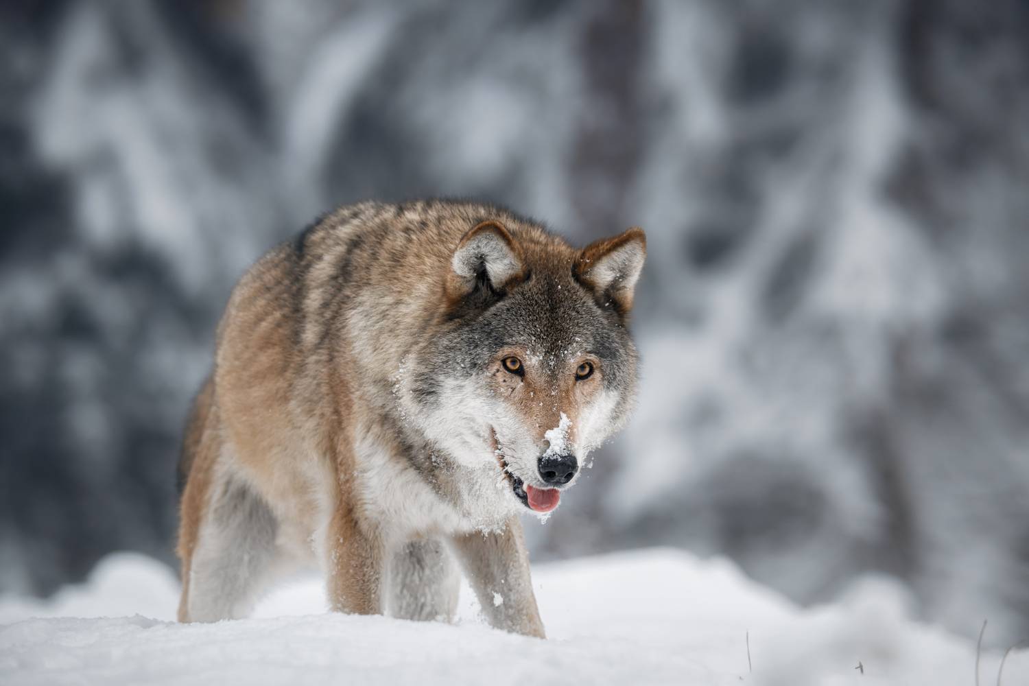 wolf, snow, winter, wildlife, nature, forest, cold, animal, predator, животное, волк, хищник, зима, снег, красный бор, Андрей