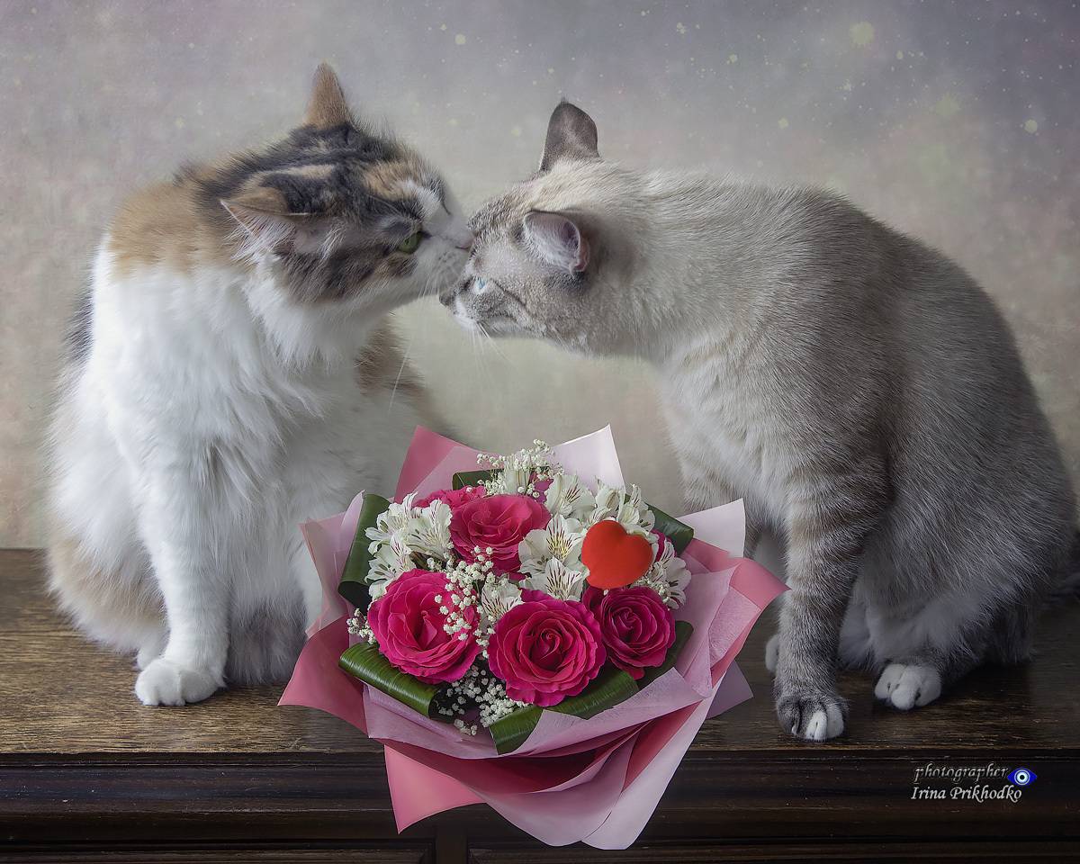 котики, животные, праздник, букет, Приходько Ирина
