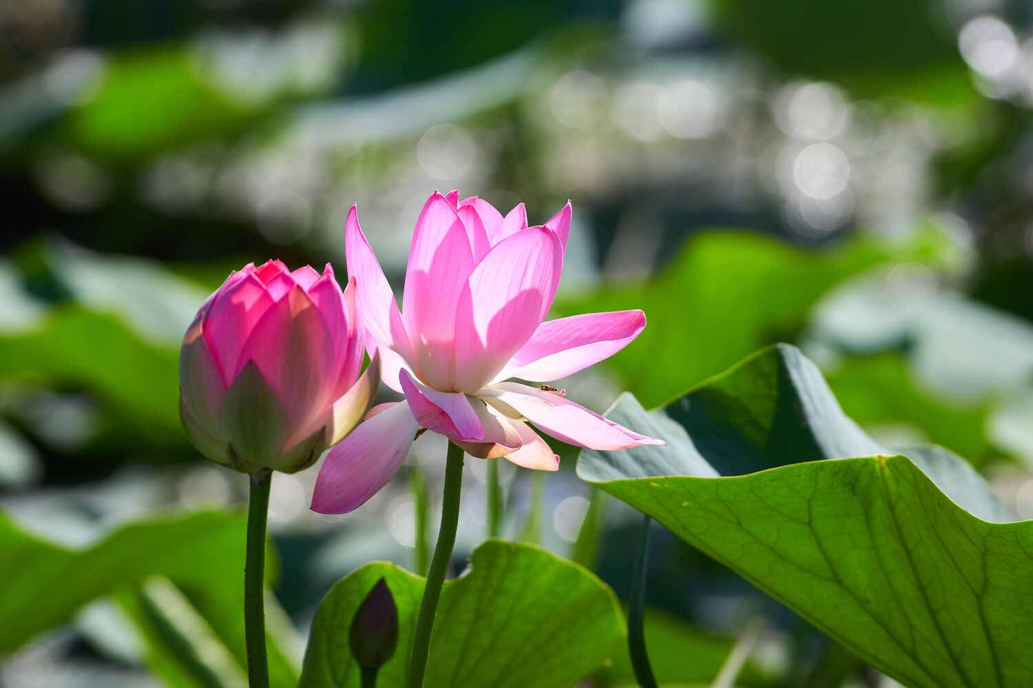 Лотос орехоносный, Павел Сторчилов