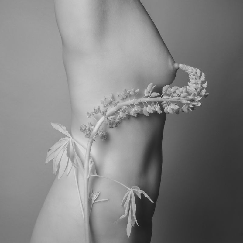 люпин, ботаника, инфракрасное фото Lupinus. Nude Botanica фото превью