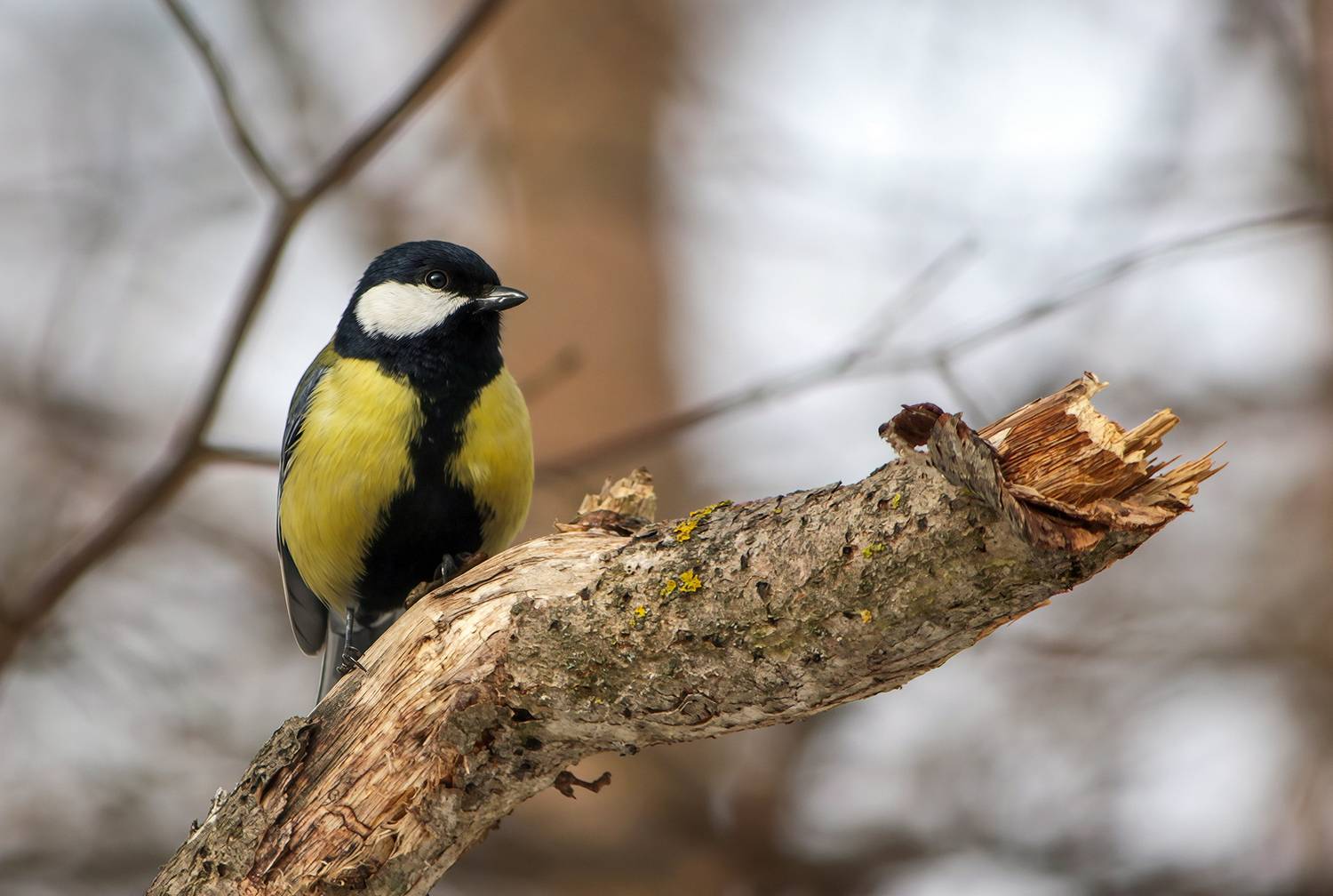 синица, большая синица, большак, parus major, КарОл