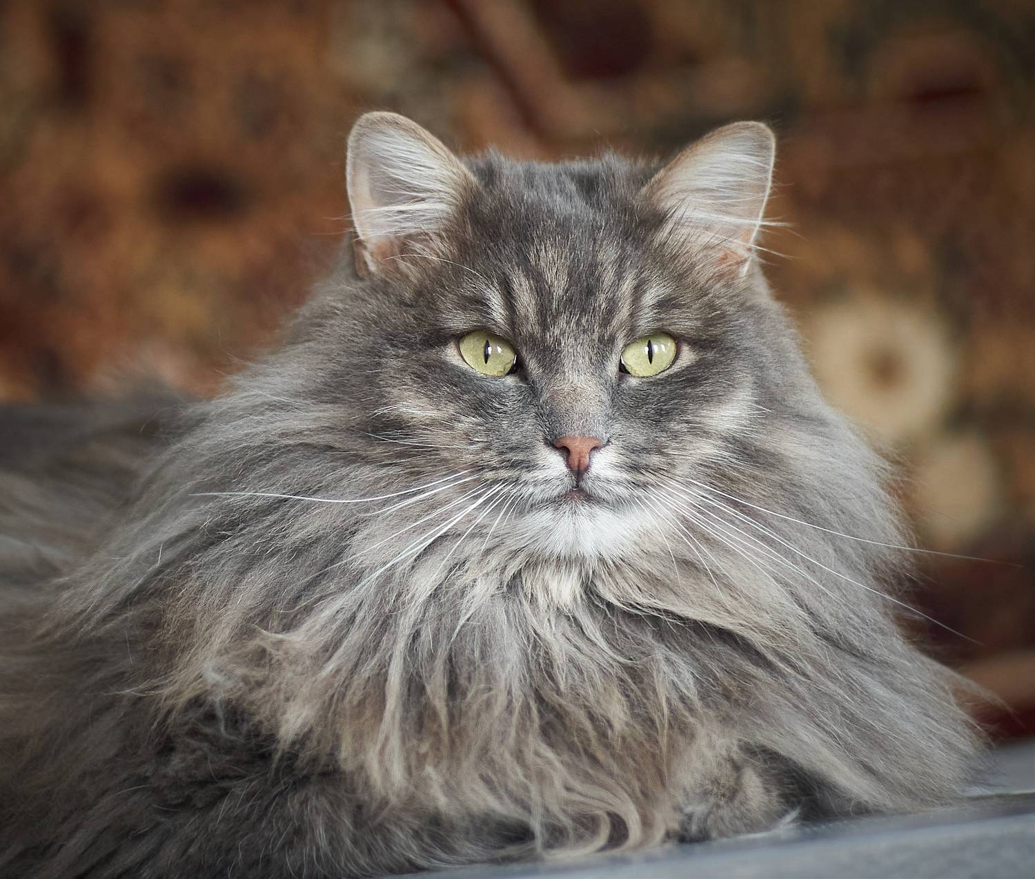 pentacon, 2.8/135, Vlad