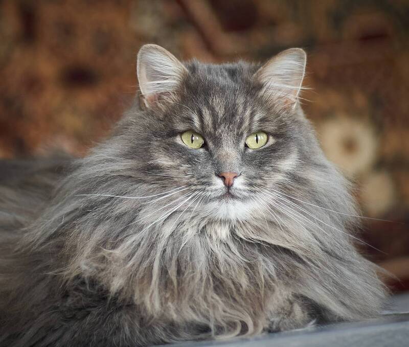 pentacon, 2.8/135 Кот фото превью