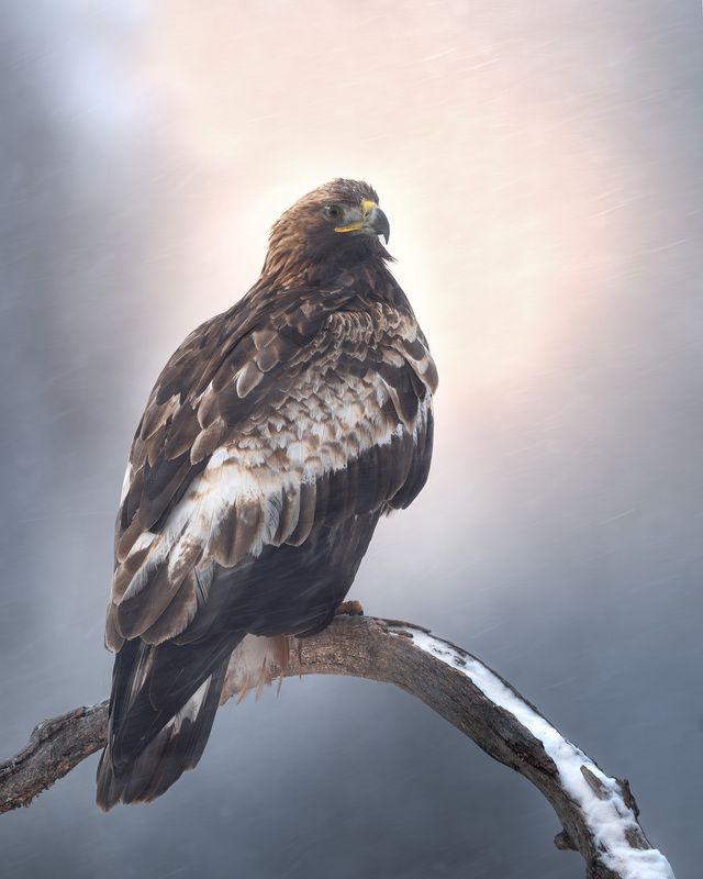 беркут, golden eagle, птицы, хищник, птица, birwatching, фотоохота, природа, лес, зима, снегопад, снег, Беларусь Беркут фото превью