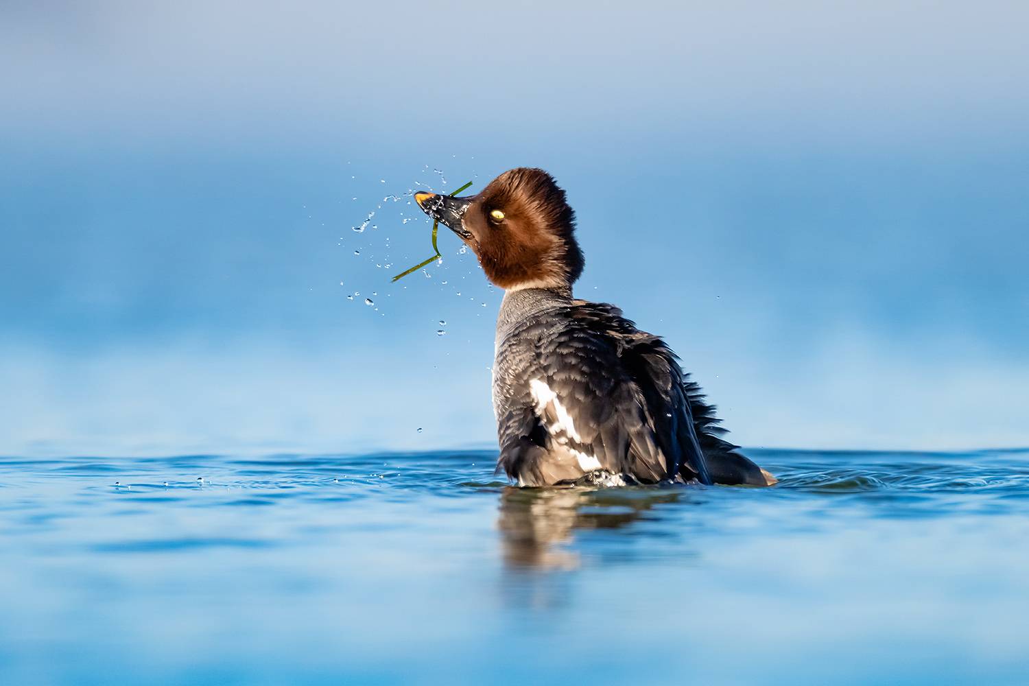 , Абросимов Александр